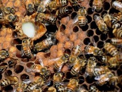 royal jelly in bee hive