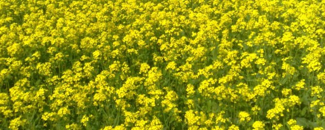 Health benefits of Mustard