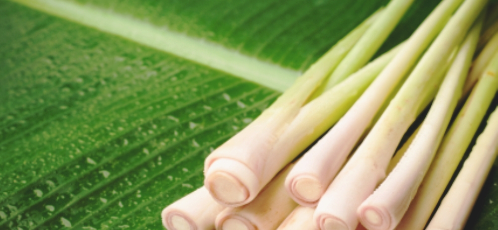 Health benefits and medicinal properties of Lemongrass