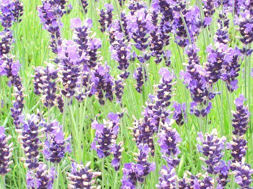 aromatherapy lavender
