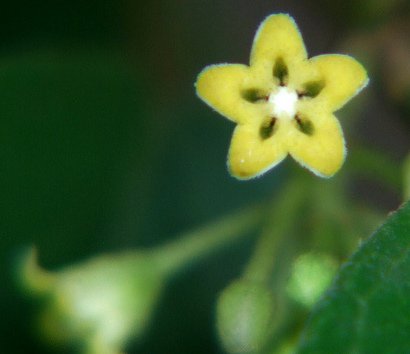 flower of gymnema
