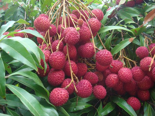 bunch of litchi fruits