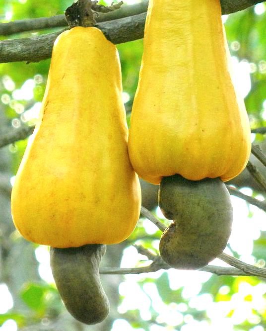 cashew nut fruit