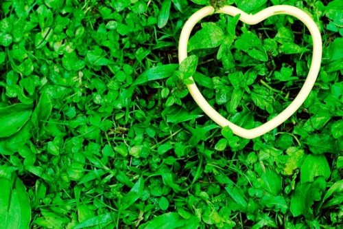 chlorophyll benefits to heart