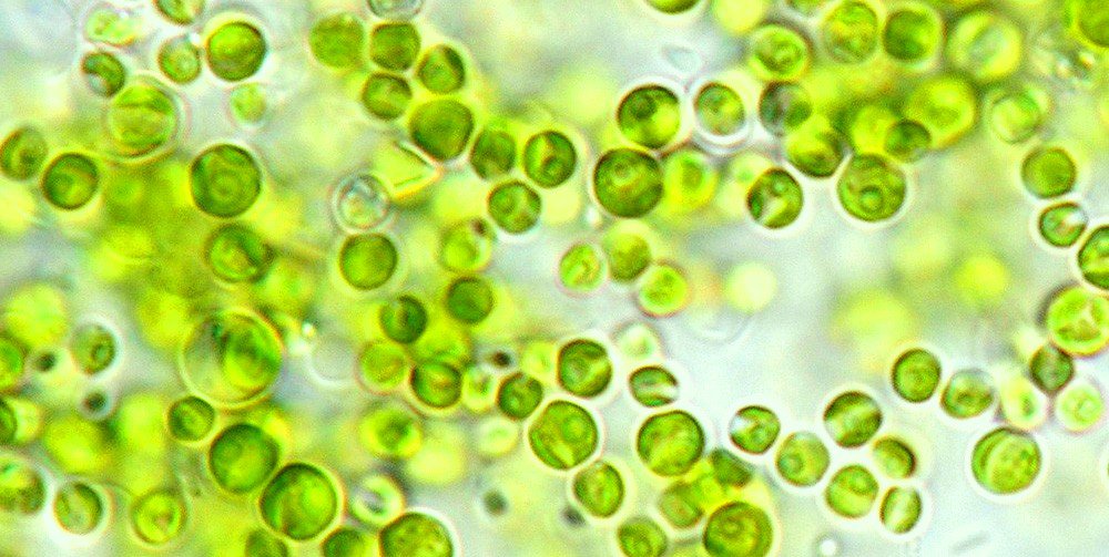 Chlorella algae benefits