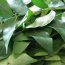 Health benefits of Curry leaf
