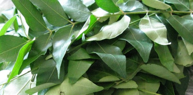 Health benefits of Curry leaf