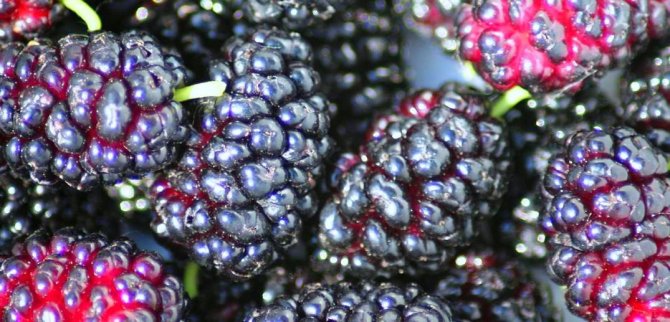 Health benefits of Mulberries