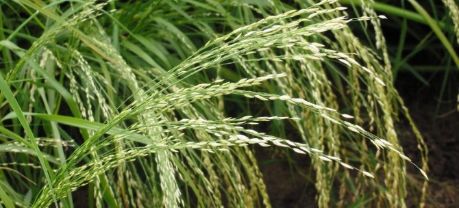 Health benefits of Teff grain