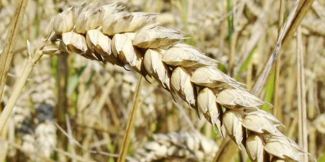 Health benefits of Wheat germ