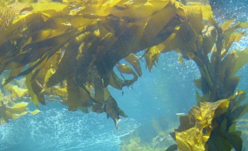 Kelp health benefits