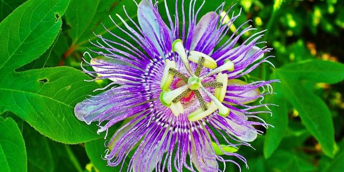 Health benefits of passiflora incarnata / maypop