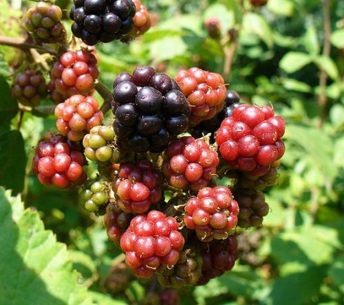 blackberry benefits
