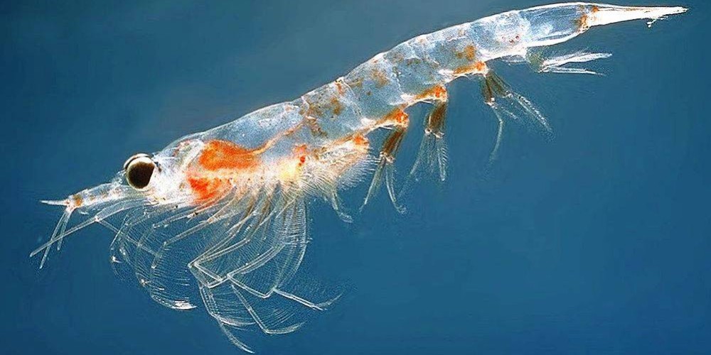 Health Benefits of Krill oil