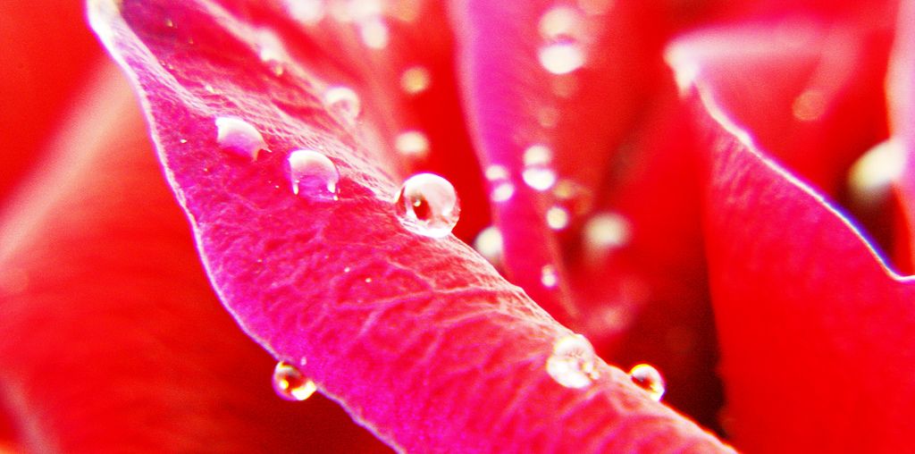 health benefits of rose petals