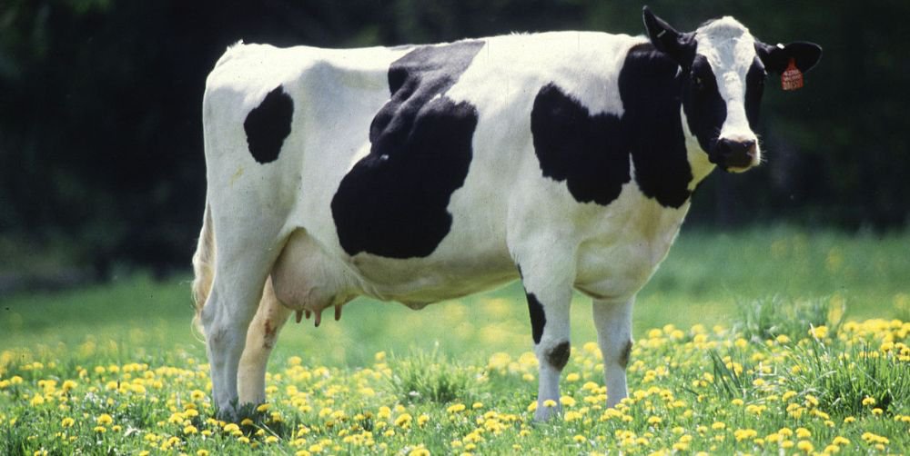Cow - methane flatulence