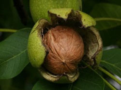 Walnut seed shell inside its green husk