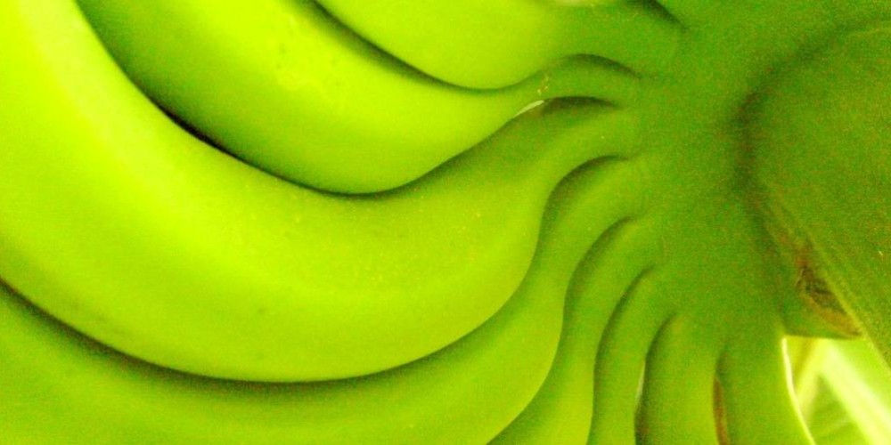 Health benefits of green banana