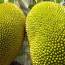 Amazing benefits of Jackfruit