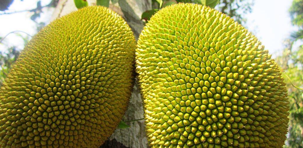 health benefits of jackfruit