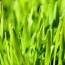 Health benefits of Wheatgrass