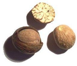 Muscade / Nutmeg seed
