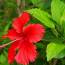 Health benefits of Hibiscus rosa sinensis