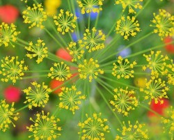 fennel flowers