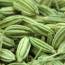 Health benefits of fennel seeds