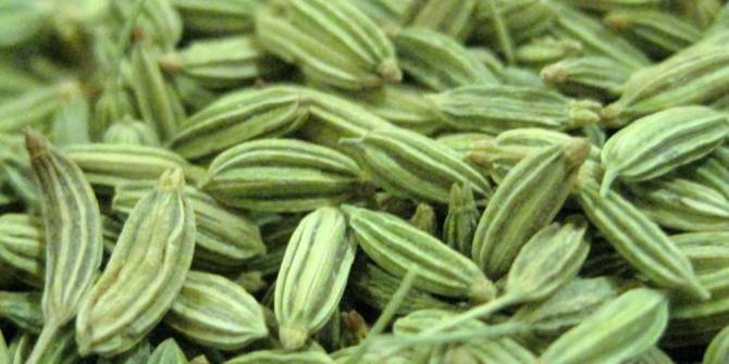 Health benefits of fennel seeds