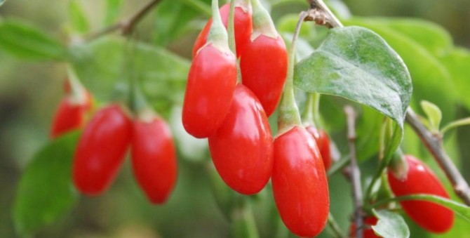 Health benefits of Goji Berries