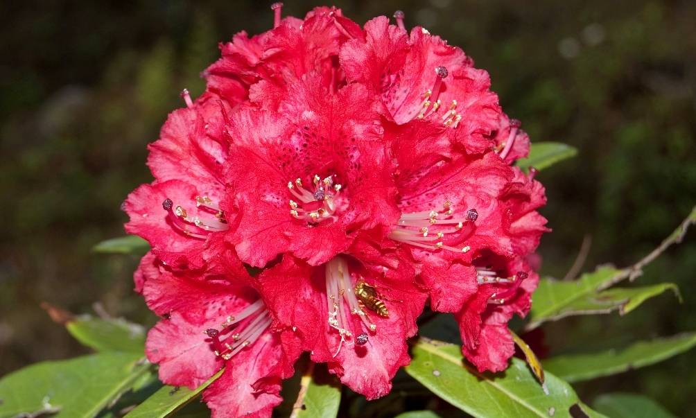 Health benefits of Rhododendron arboreum Burans