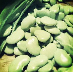 fresh lima beans
