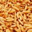Health Benefits of kamut / Khorasan wheat