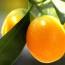 Health benefits of Kumquat