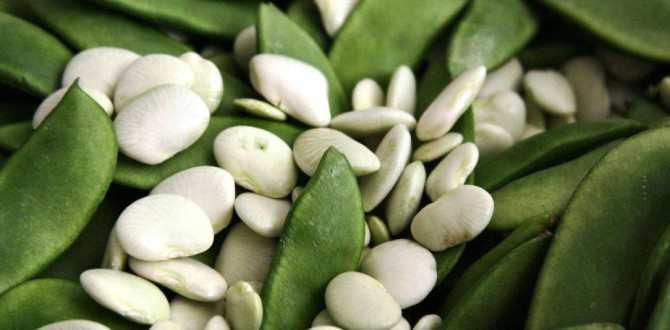 Health benefits of Lima beans