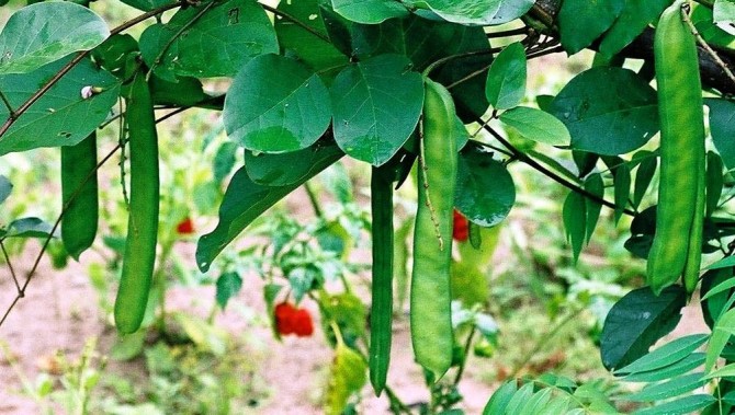 Health benefits of sword bean