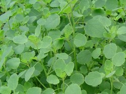 green papalo herb