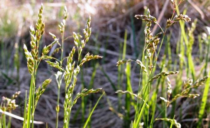 Health benefits of Hierochloe odorata / holy grass/ bison grass