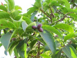 hirda fruits on tree