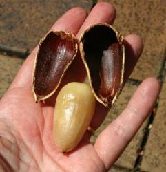 Araucaria bunya nut roasted and shelled