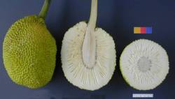 cross section of breadfruit
