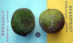 difference between breadnut and breadfruit
