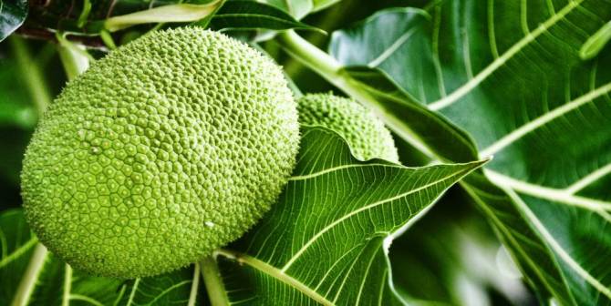 Health benefits of breadfruit