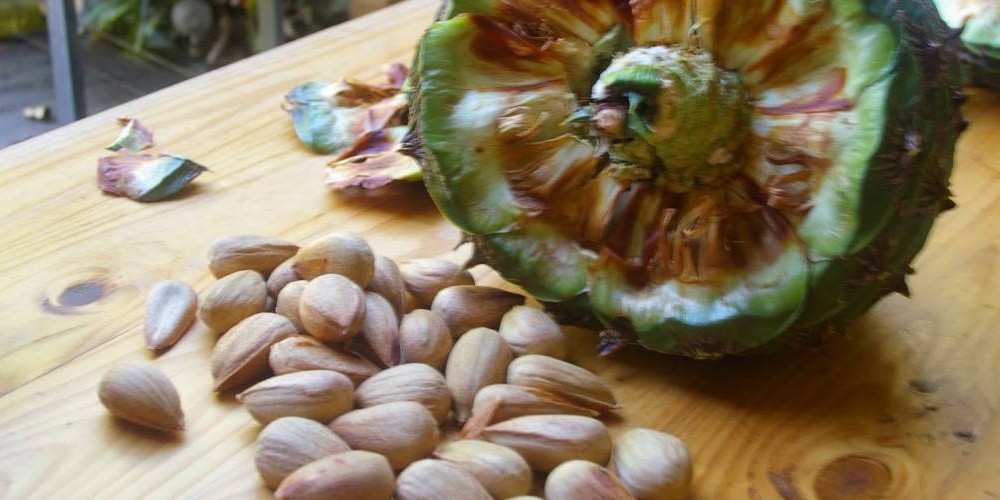 Health benefits of bunya nut