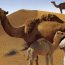Health benefits of Camel milk