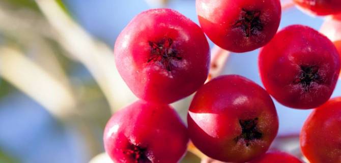 Health benefits of Rowan berry