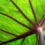 Health benefits of taro leaves