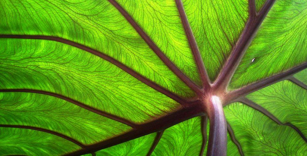 health benefits of taro leaf