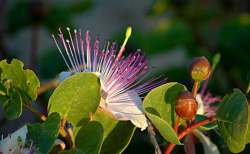 caper flowers and buds